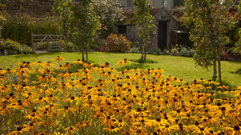 Swathe of yellow Rudbeckia in the foreground in the kitchen garden with fruit trees at Buckland Abbey, Devon